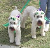 Chance and Sasha - Laurie's Wheatens